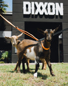 Polyester Dog Collar - Floro Orange - Dixxon Flannel Co.