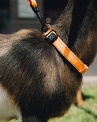 Polyester Dog Collar - Floro Orange - Dixxon Flannel Co.