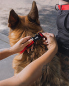 Dixxon Dog Collar - Red - Dixxon Flannel Co.