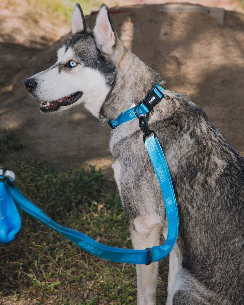Husky hot sale dog leash
