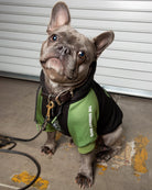 Goodest Boys Dog Hoodie - Black & Green - Dixxon Flannel Co.