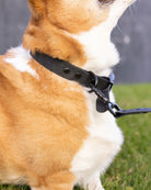 Dixxon Rubber Dog Collar - Black - Dixxon Flannel Co.