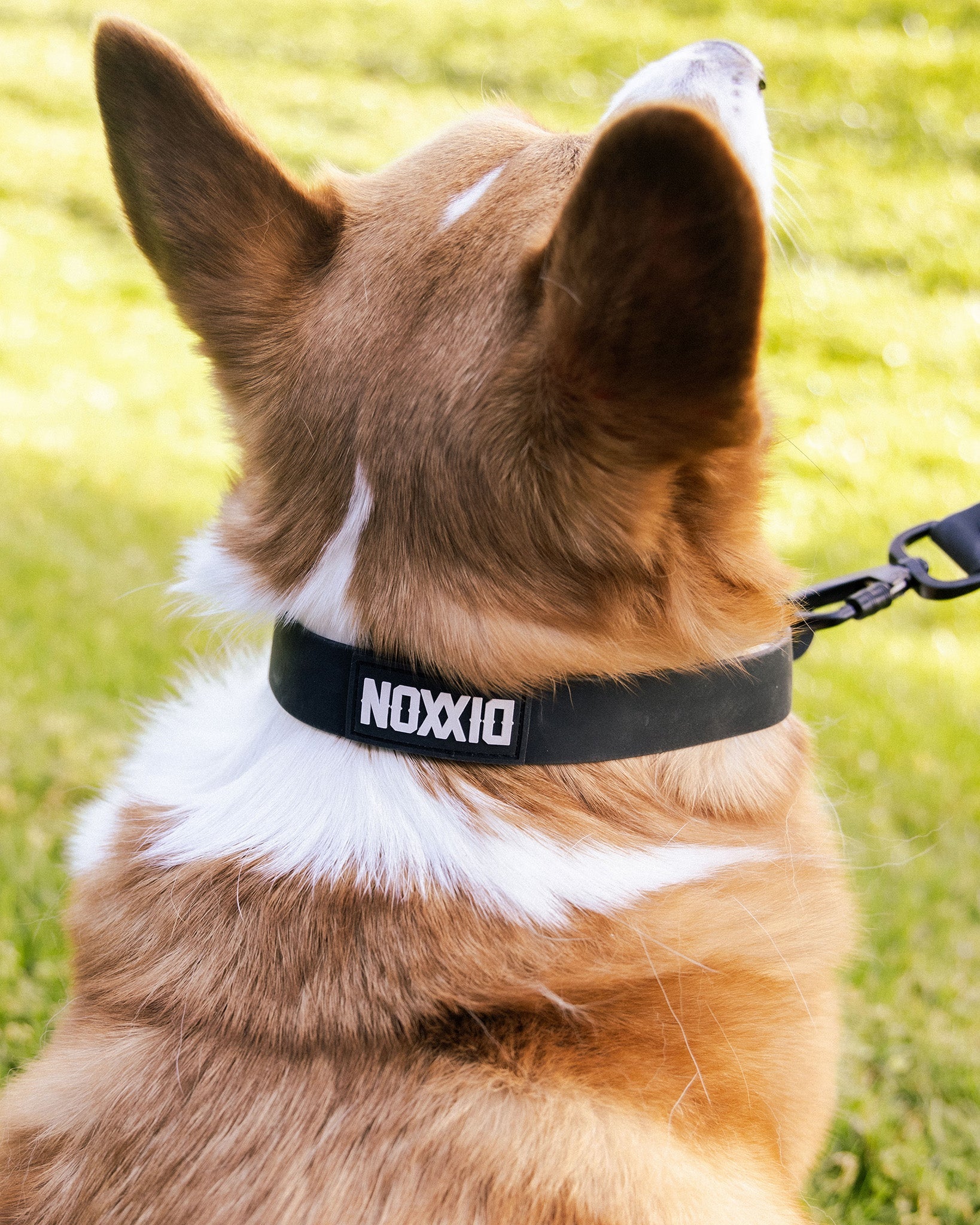 Dixxon Homewares: Shop Drinkware, Blankets & Pet Items