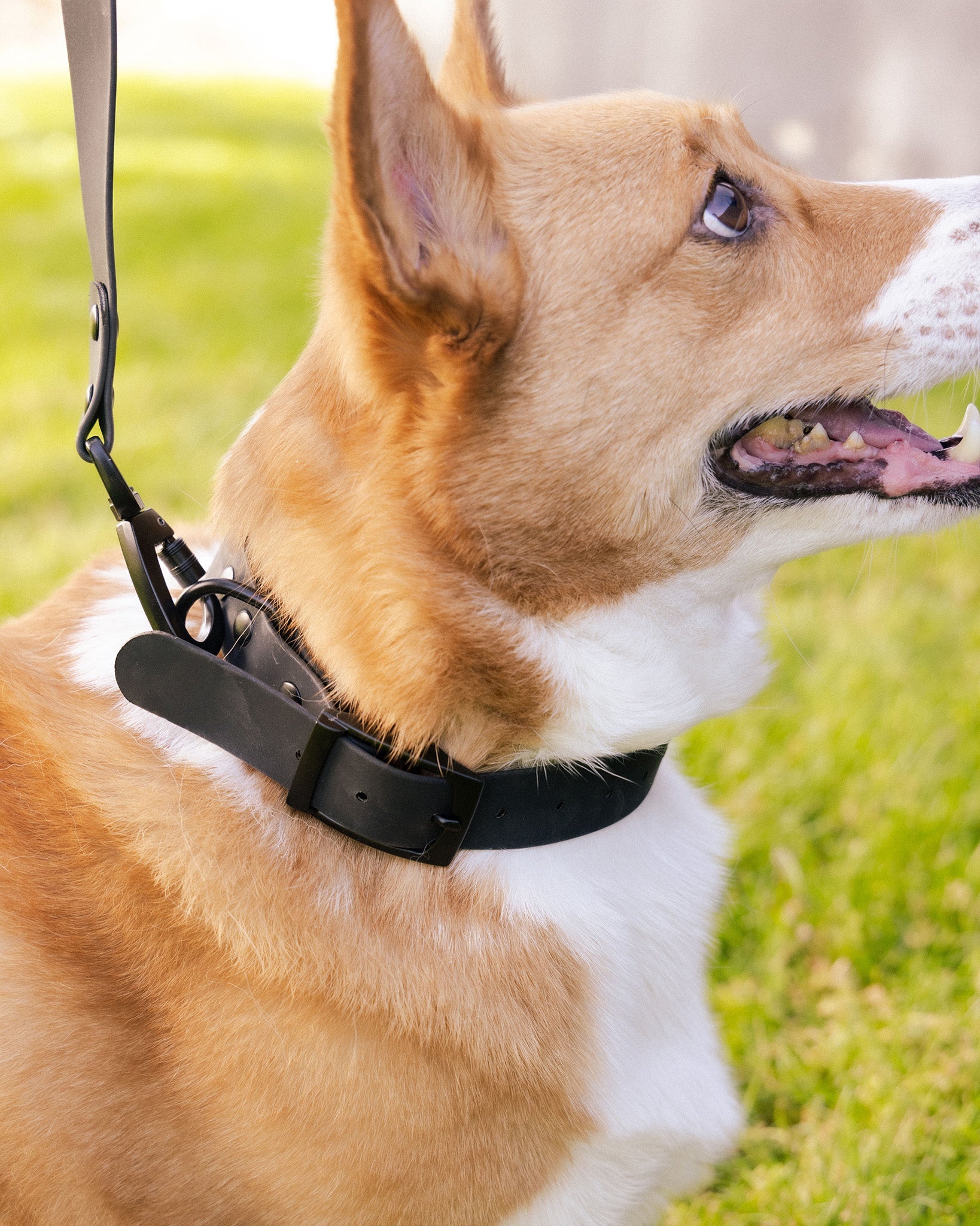 Dixxon Black Dog Collar: Stylish & Durable Pet Accessory