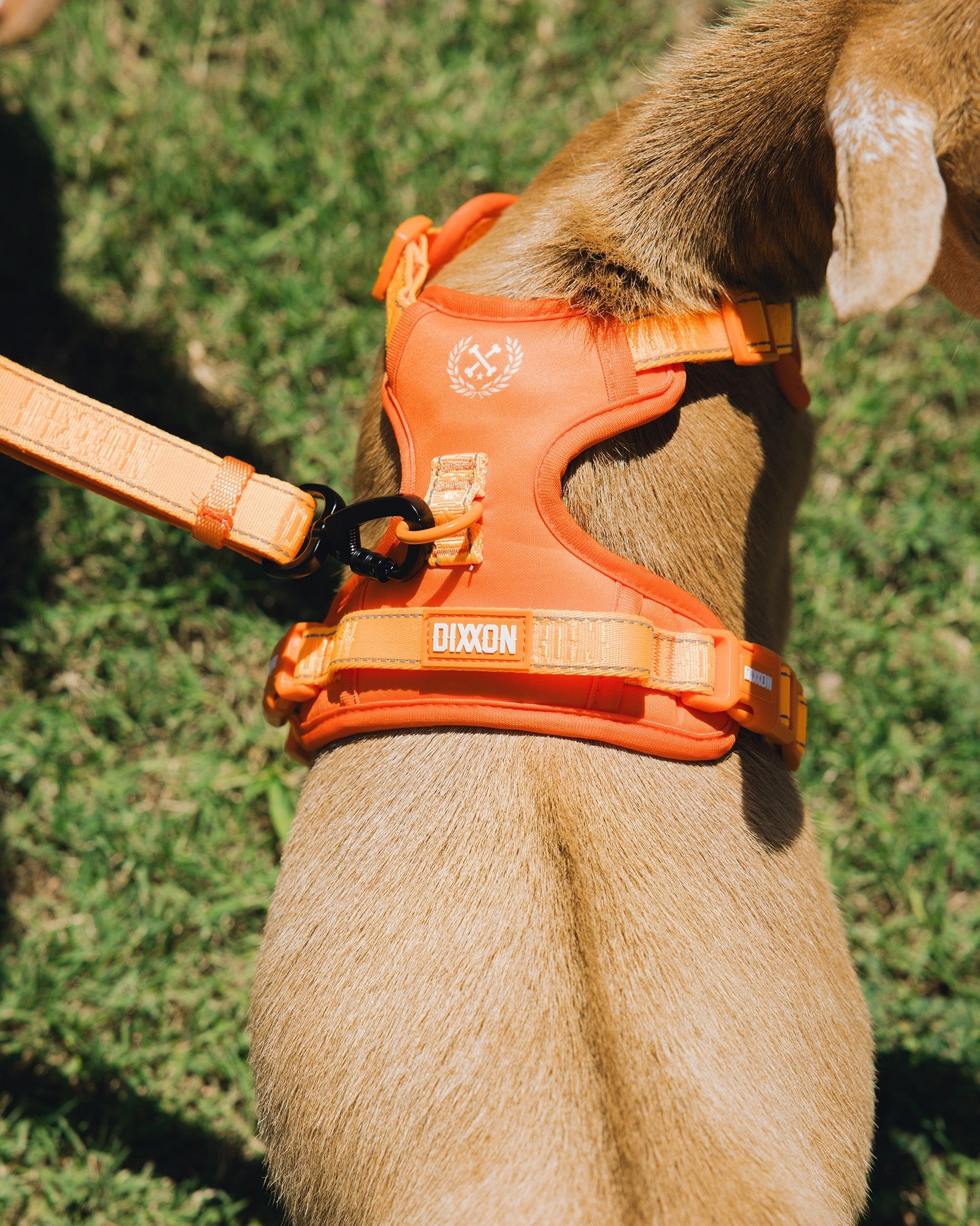 Floro Orange Dog Harness by Dixxon: Shop Now!