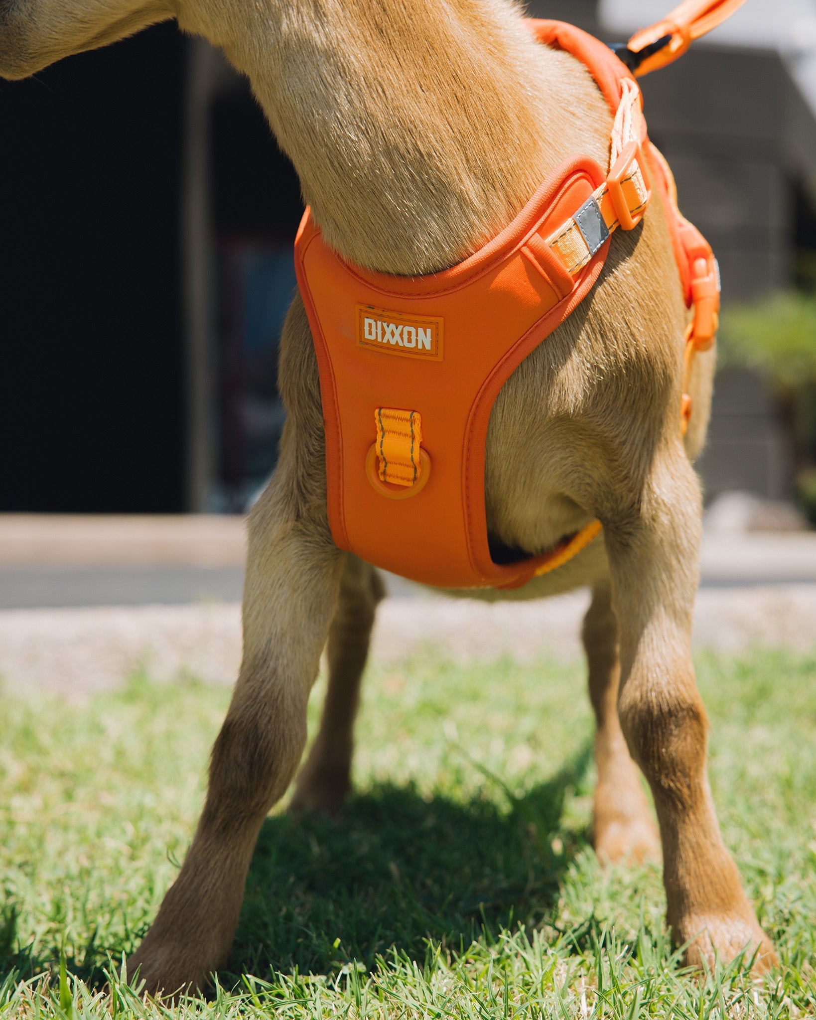 Mesh Dog Harness Floro Orange Dixxon Flannel