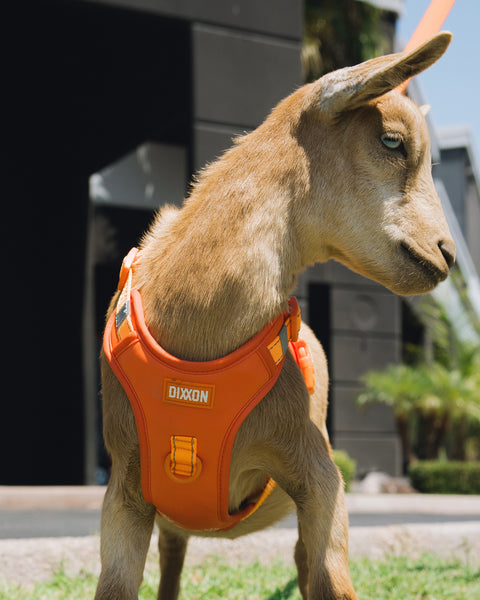 mesh-dog-harness-floro-orange-