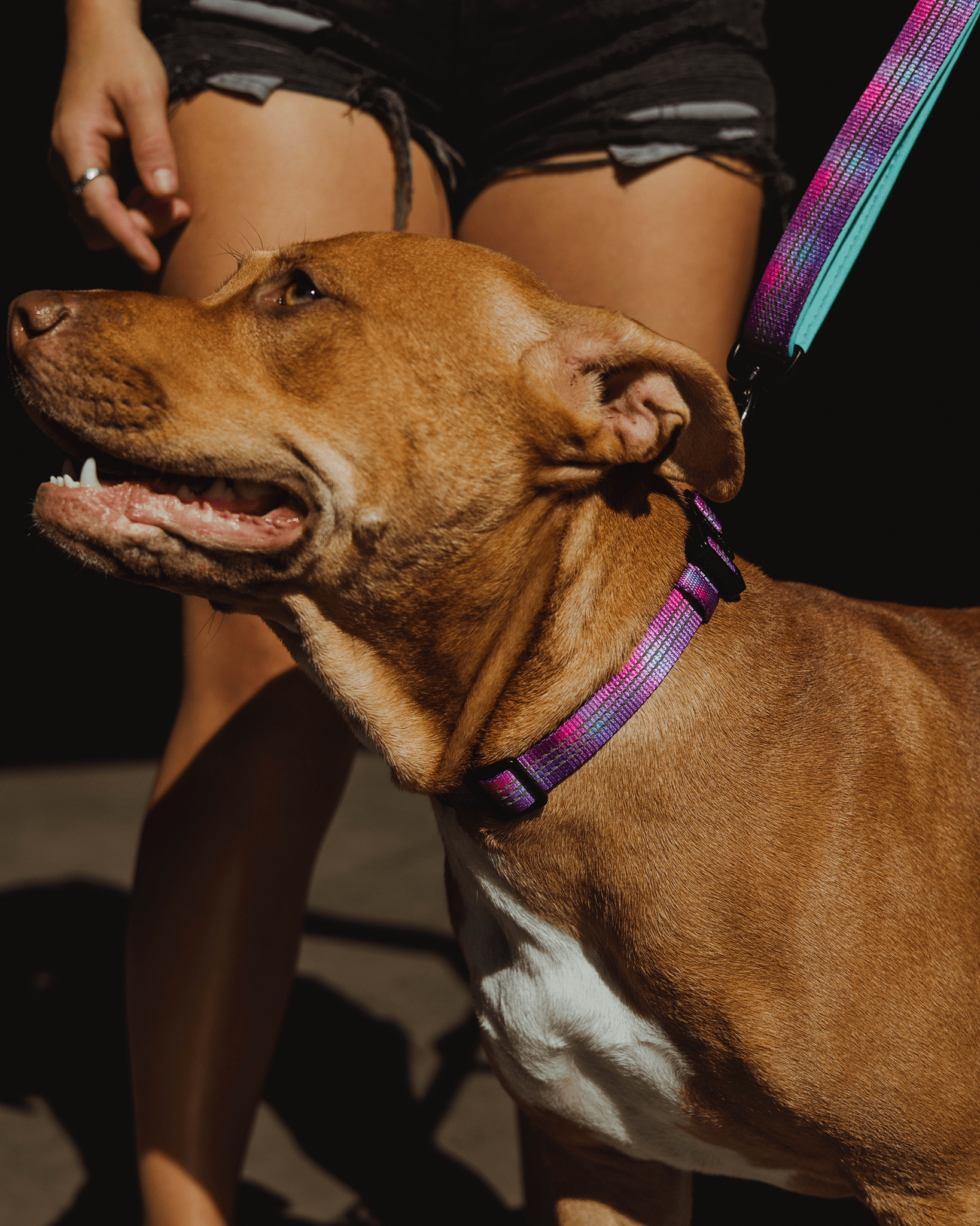 BPN3 Hundehalsband Aus Acryl – Mit Nieten, Verstellbar Für Kleine Hunde (XS, Mehr Farben)
