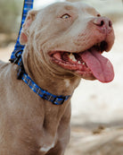 Polyester Dog Collar - Aruba - Dixxon Flannel Co.