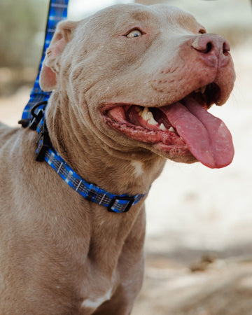 【新品未使用】NEIGHBORHOOD DOG COLLAR WIDE グレー Polyester Dog Collar - Aruba | Dixxon Flannel Co.