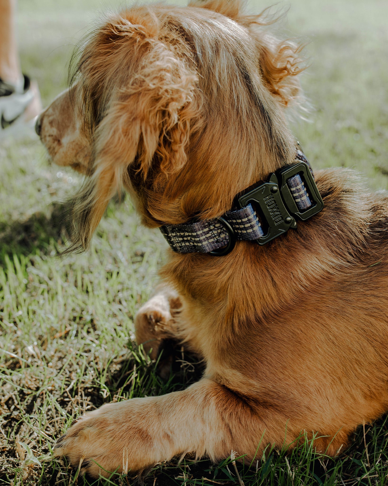 Polyester Dog Collar - Murked - Dixxon Flannel Co.