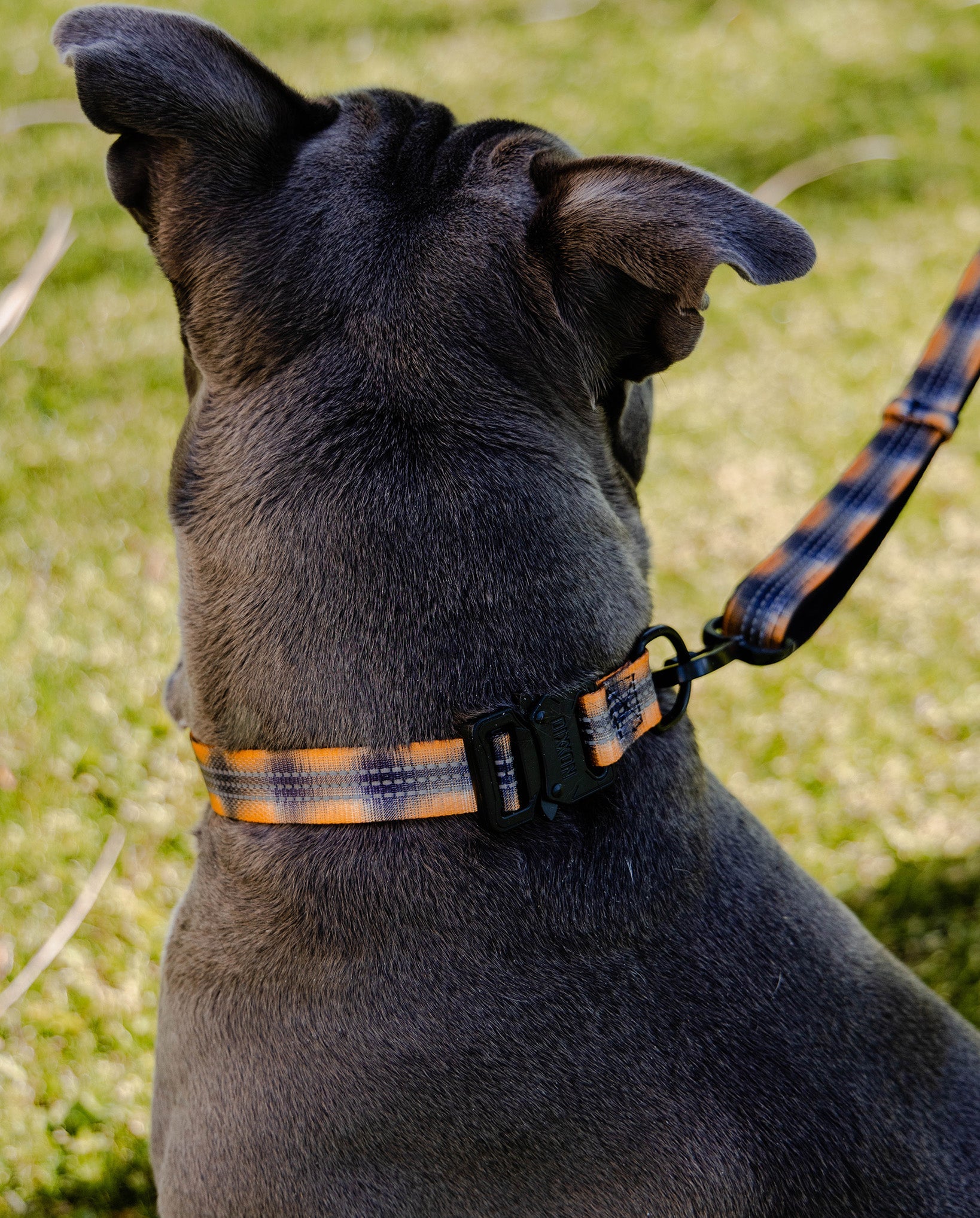 Polyester Dog Collar - My Brother's Keeper | Dixxon Flannel Co.