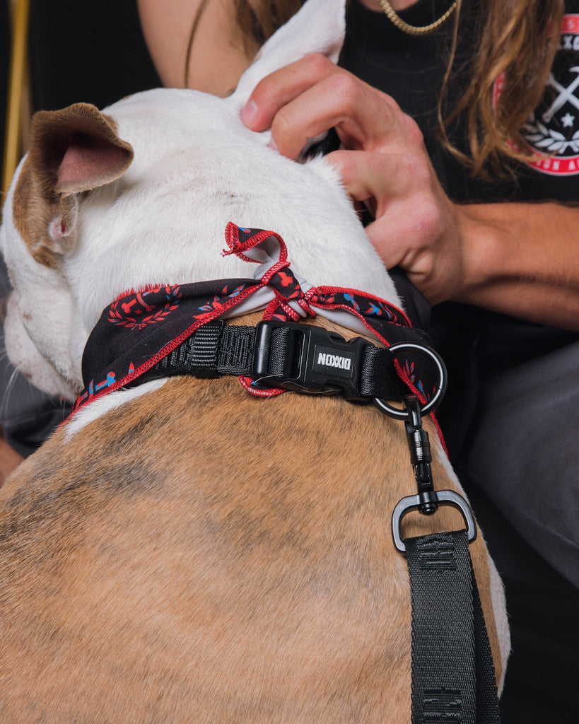 Dixxon Dog Collar - Black - Dixxon Flannel Co.