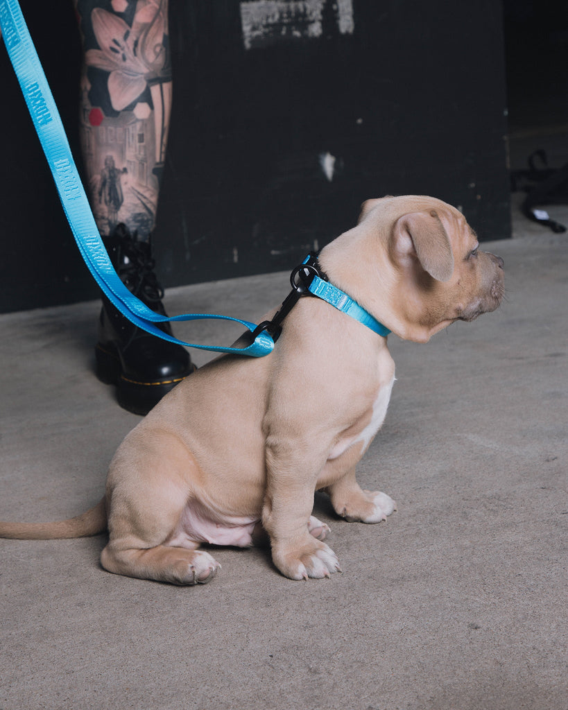 Dixxon Dog Collar - Blue - Dixxon Flannel Co.