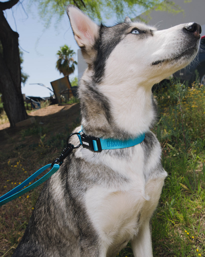 Dixxon Dog Collar - Blue - Dixxon Flannel Co.