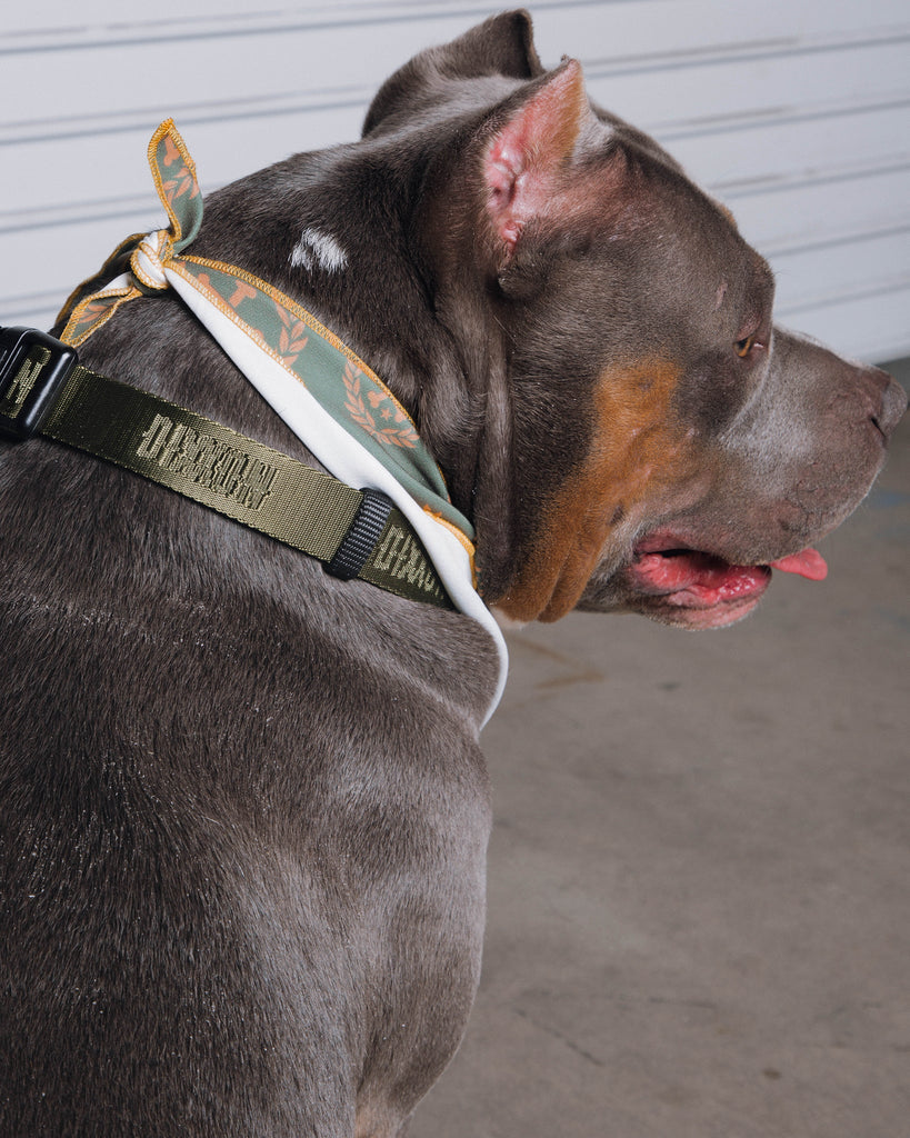 Dixxon Dog Collar - O.D. Green - Dixxon Flannel Co.