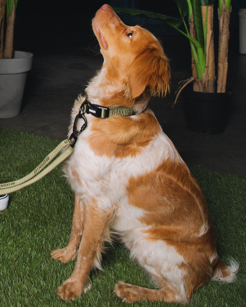 Dixxon Dog Collar - O.D. Green - Dixxon Flannel Co.