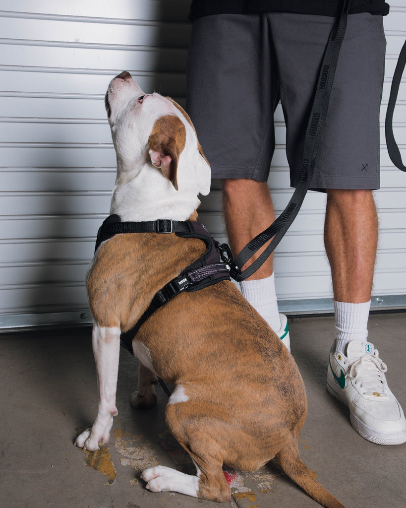 Dixxon Dog Leash - Black - Dixxon Flannel Co.
