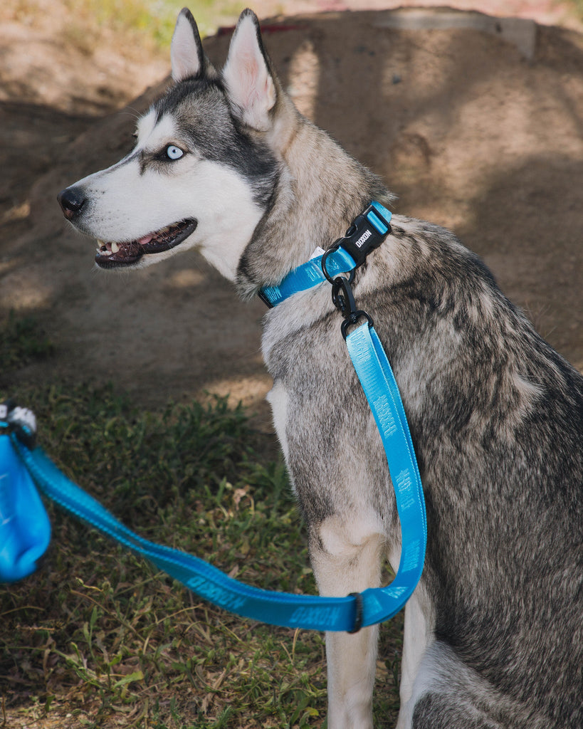 Dixxon Dog Leash - Blue - Dixxon Flannel Co.