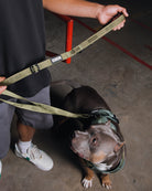Dixxon Dog Leash - O.D. Green - Dixxon Flannel Co.