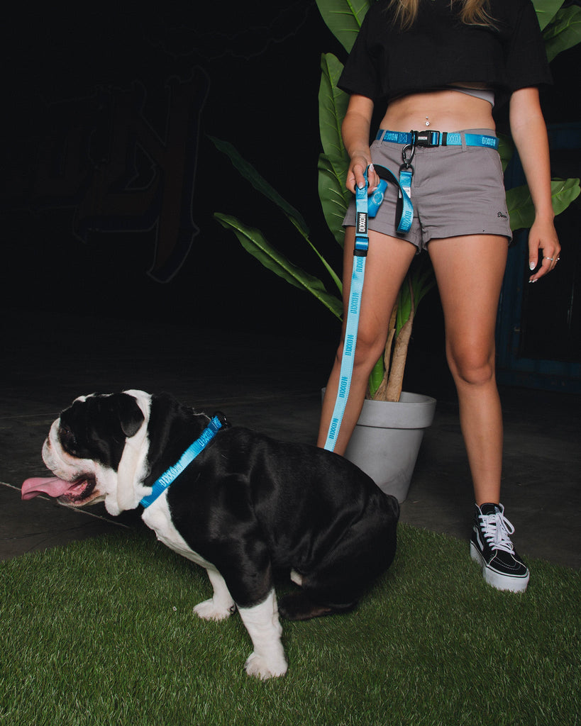 Dixxon Dog Walking Belt - Blue - Dixxon Flannel Co.