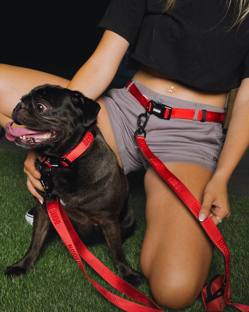 Dixxon Dog Walking Belt - Red - Dixxon Flannel Co.