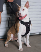 Dixxon Mesh Dog Harness - Black - Dixxon Flannel Co.