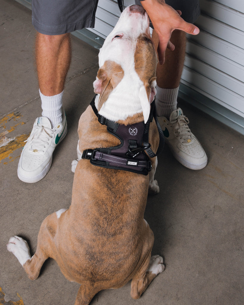 Dixxon Mesh Dog Harness - Black - Dixxon Flannel Co.
