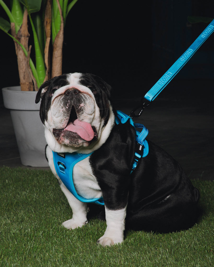 Dixxon Mesh Dog Harness - Blue - Dixxon Flannel Co.