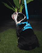 Dixxon Mesh Dog Harness - Blue - Dixxon Flannel Co.