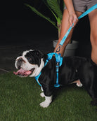 Dixxon Mesh Dog Harness - Blue - Dixxon Flannel Co.