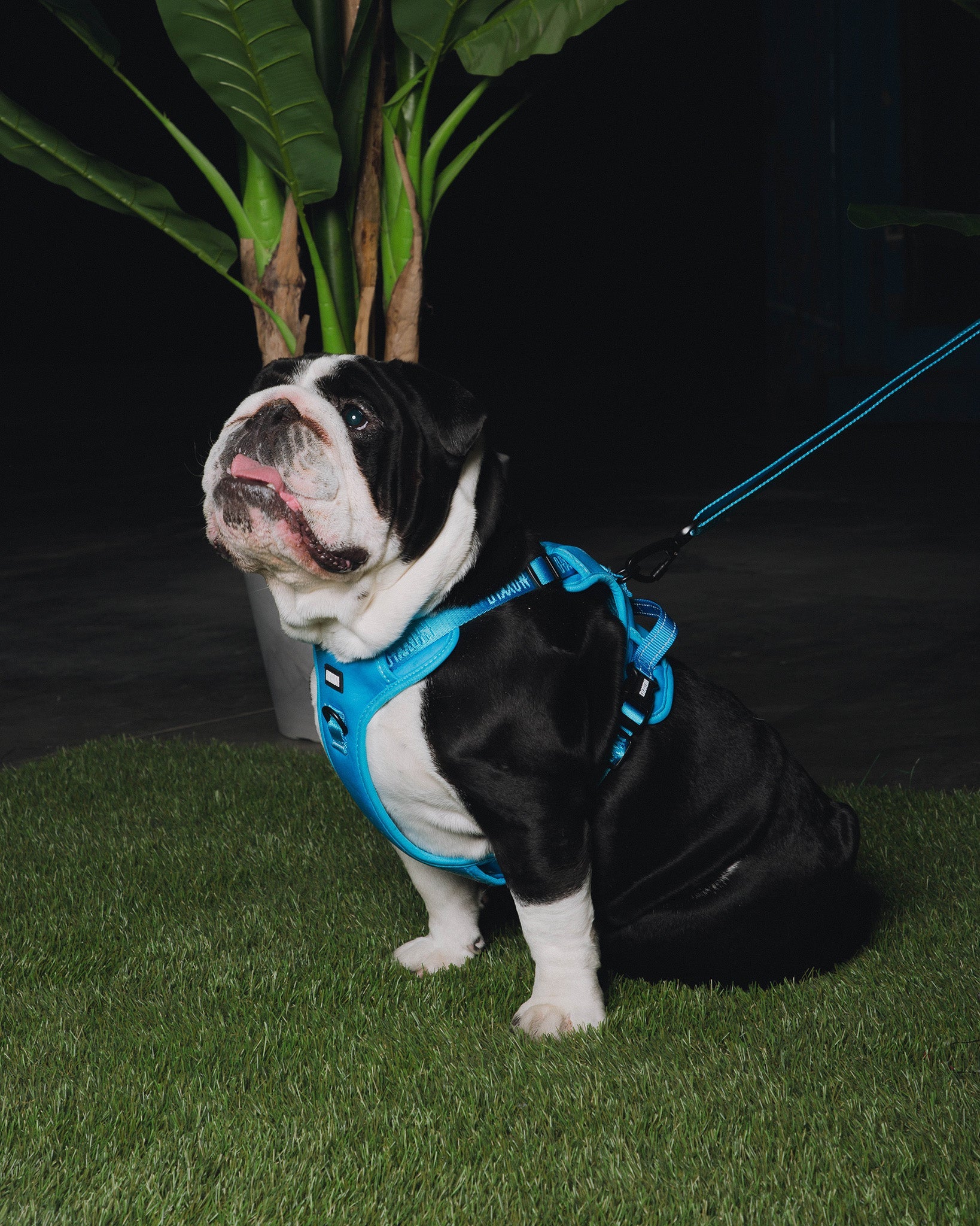 Dixxon Mesh Dog Harness - Blue - Dixxon Flannel Co.