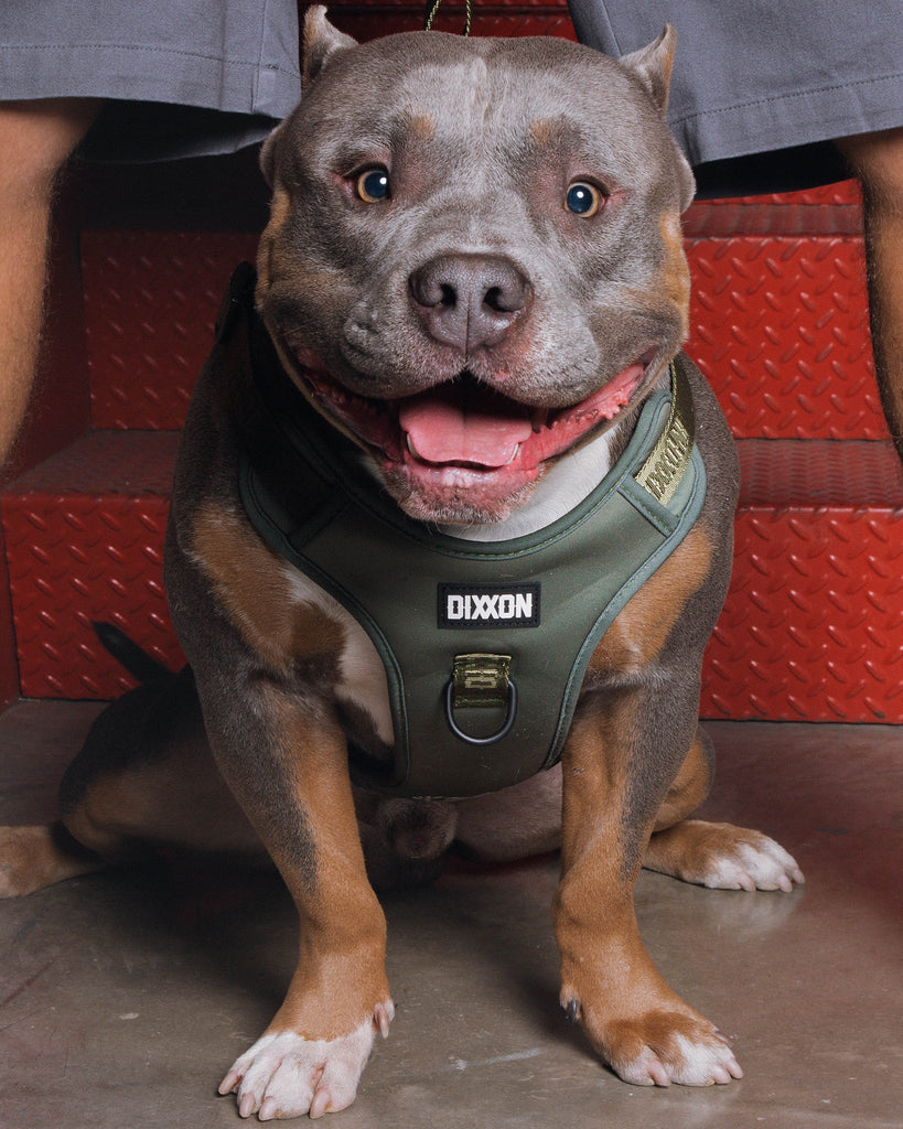 Dixxon Mesh Dog Harness - O.D. Green - Dixxon Flannel Co.
