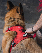 Dixxon Mesh Dog Harness - Red - Dixxon Flannel Co.