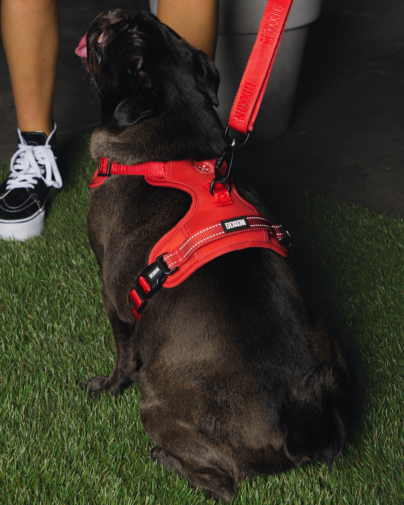Dixxon Mesh Dog Harness - Red - Dixxon Flannel Co.